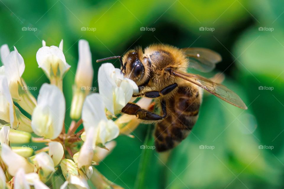 A bee at the clover