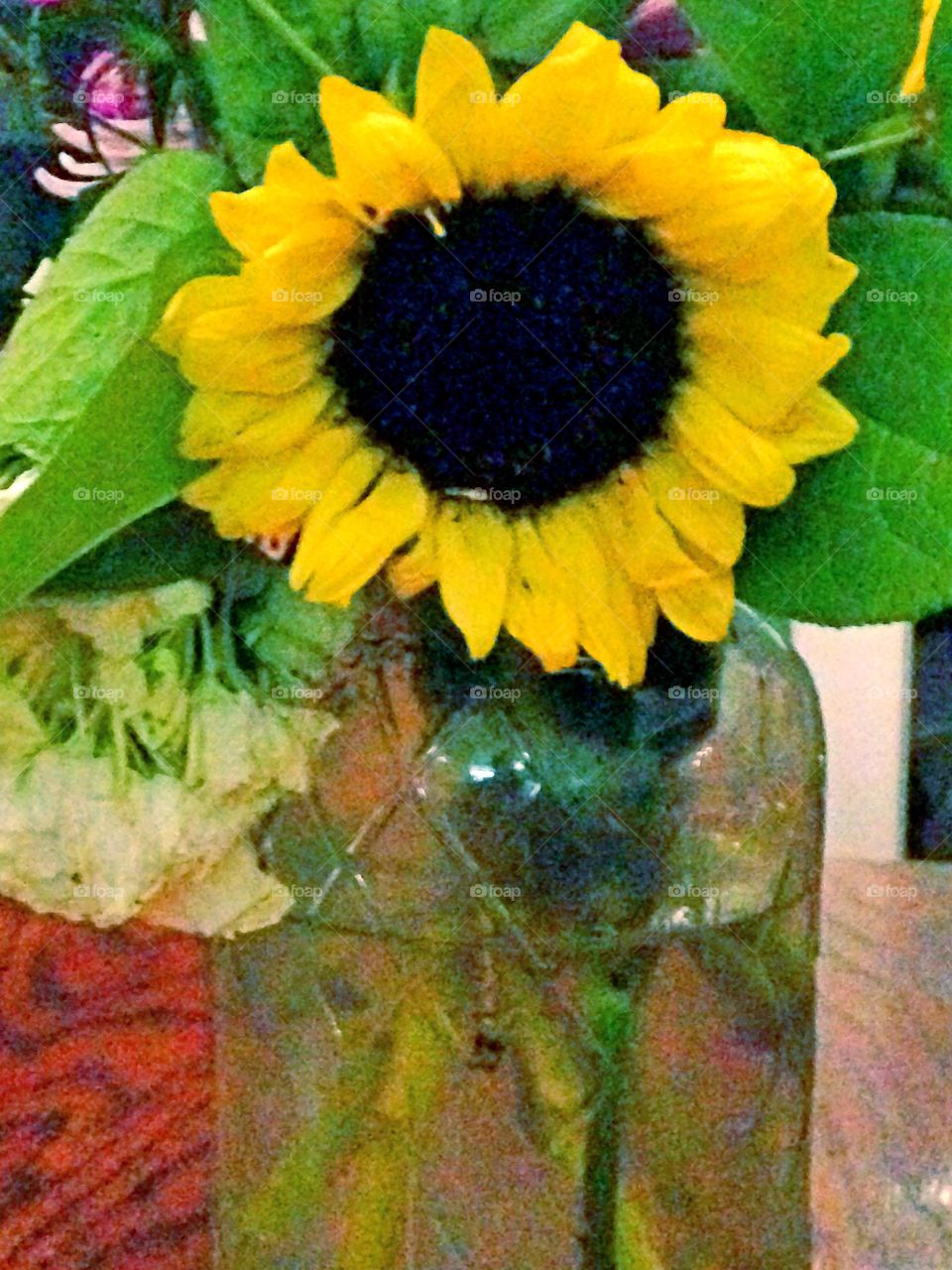 Sunflower