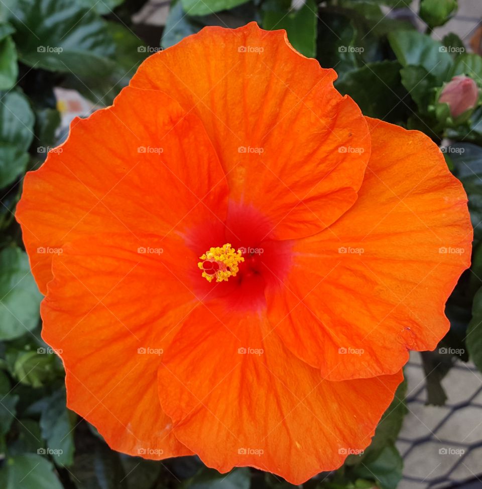 hibiscus