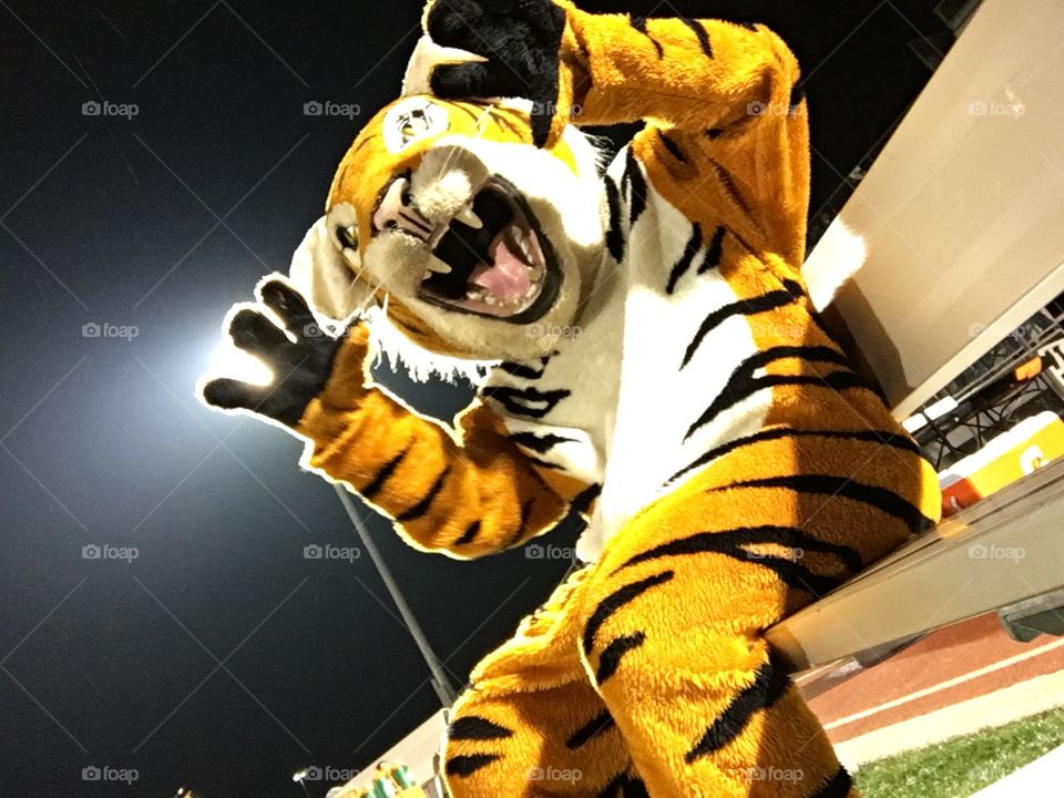 Tiger  
