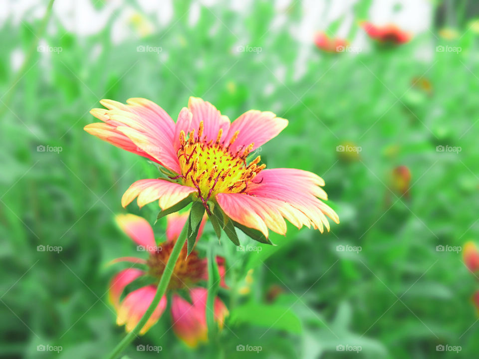 Flower in garden
