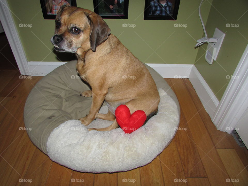Puggle dog sitting in bed with a heart stuffie 