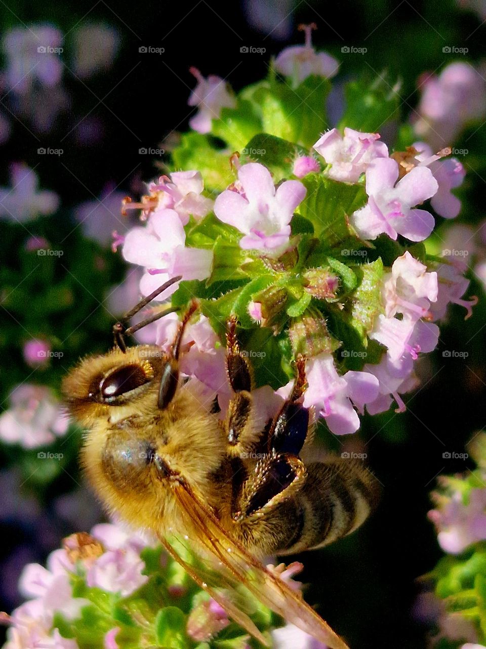 the bee collecting pollen