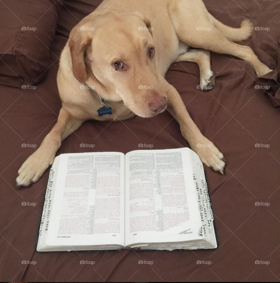 Trying to look innocent after peeing in house, by reading the Bible