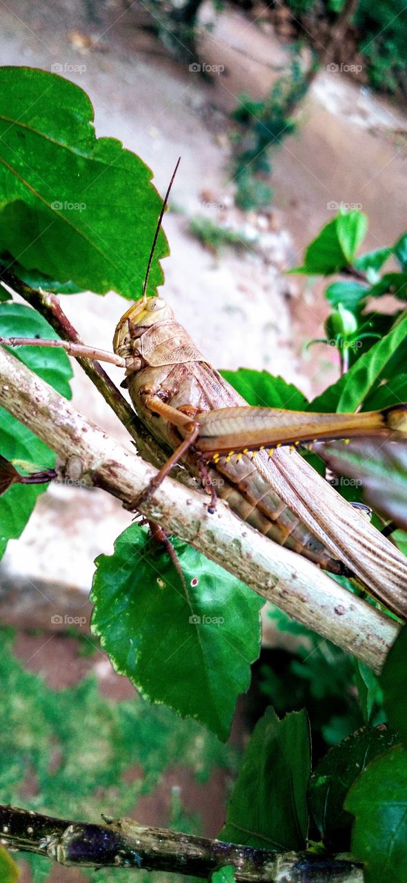 The grasshopper perched on the hibiscus plant