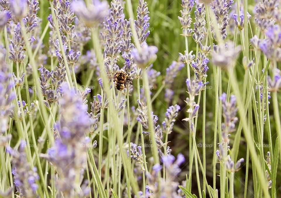 Bee in lavender