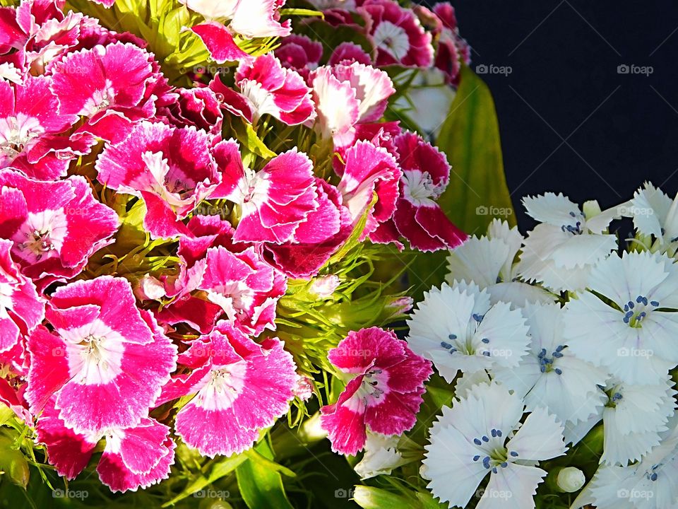 Sun, Shade and Sweet William