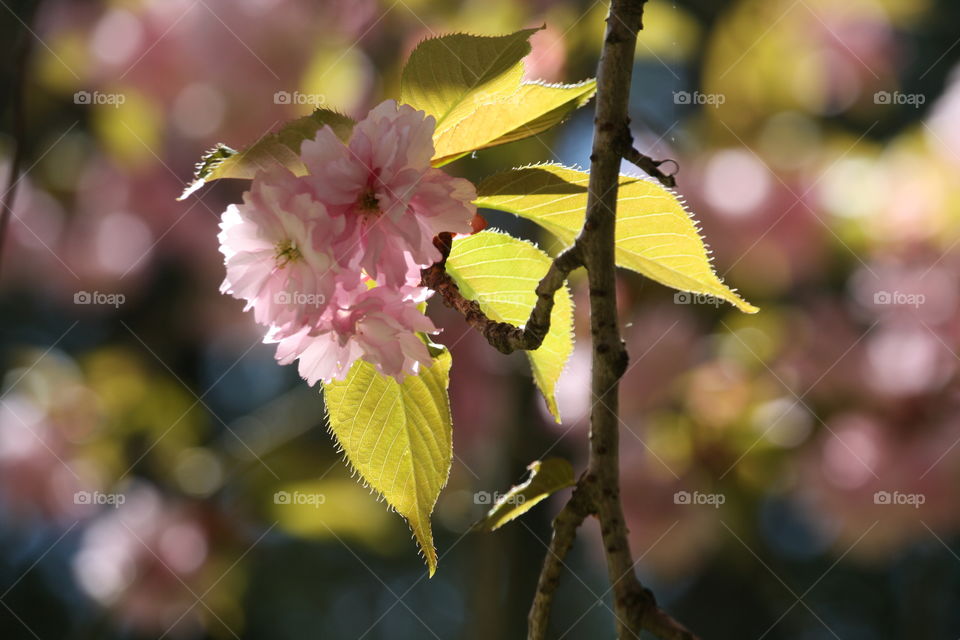 Cherry bloom