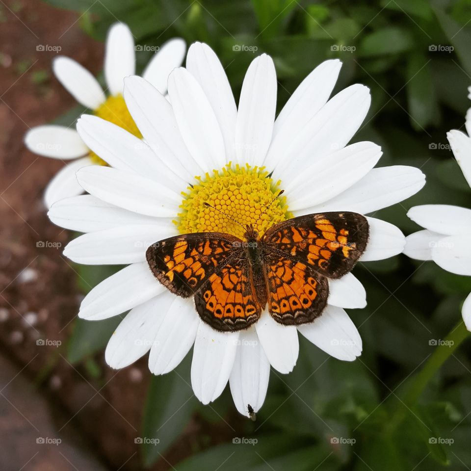 butterfly on daisy