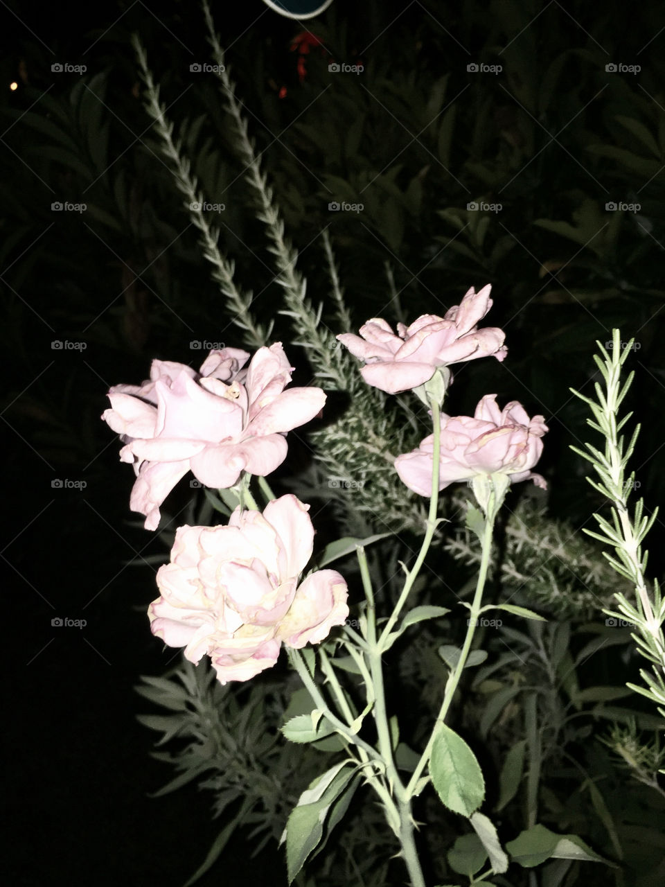 Flora, Flower, Leaf, Nature, No Person