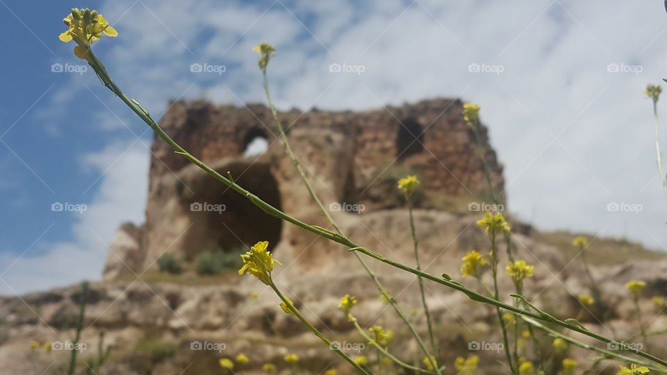 Flower, Nature, No Person, Outdoors, Summer