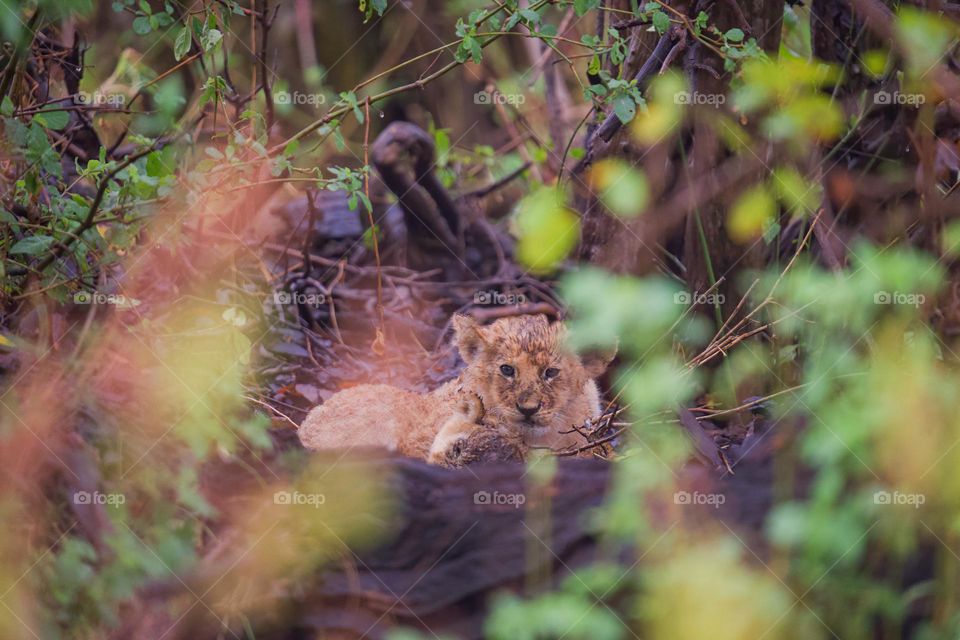 hiding little lion in the wild