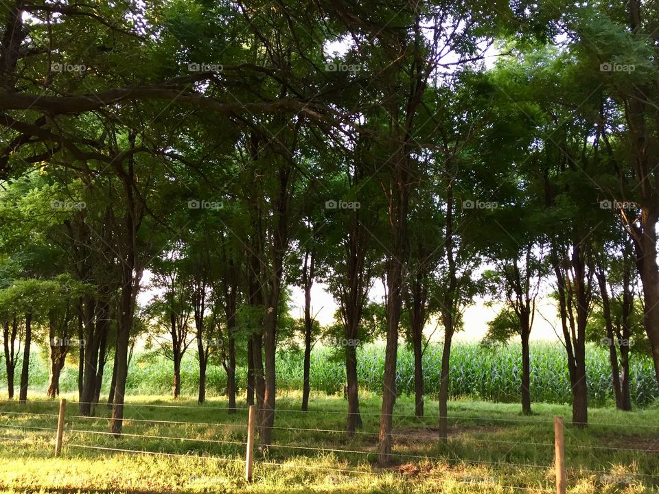 Sunlight illuminating the grass under a grove of trees next to a wire-and-wood-post fence, cornfield in the background