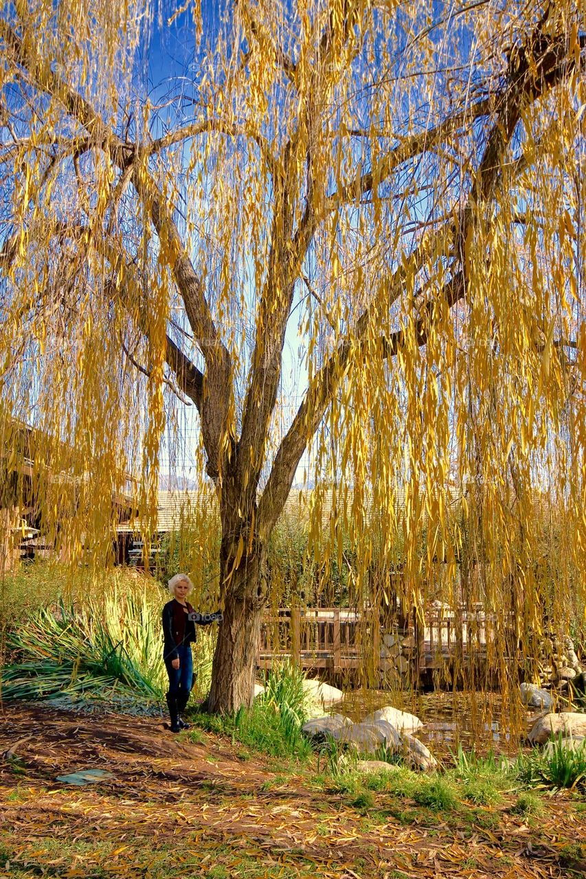 Weeping Willow