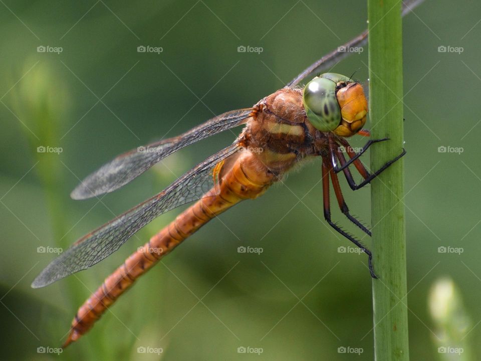 Dragonfly 