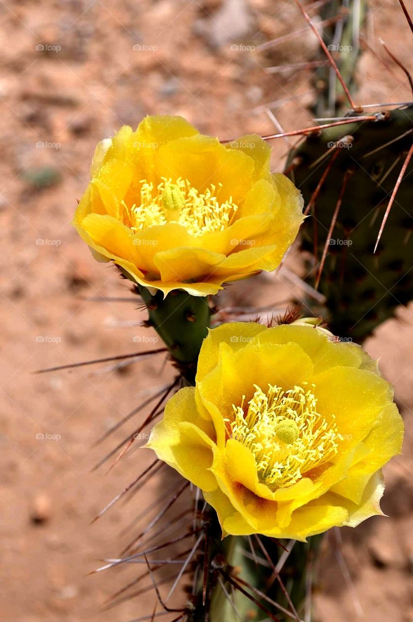 Desert Prickly Pear Cactus
