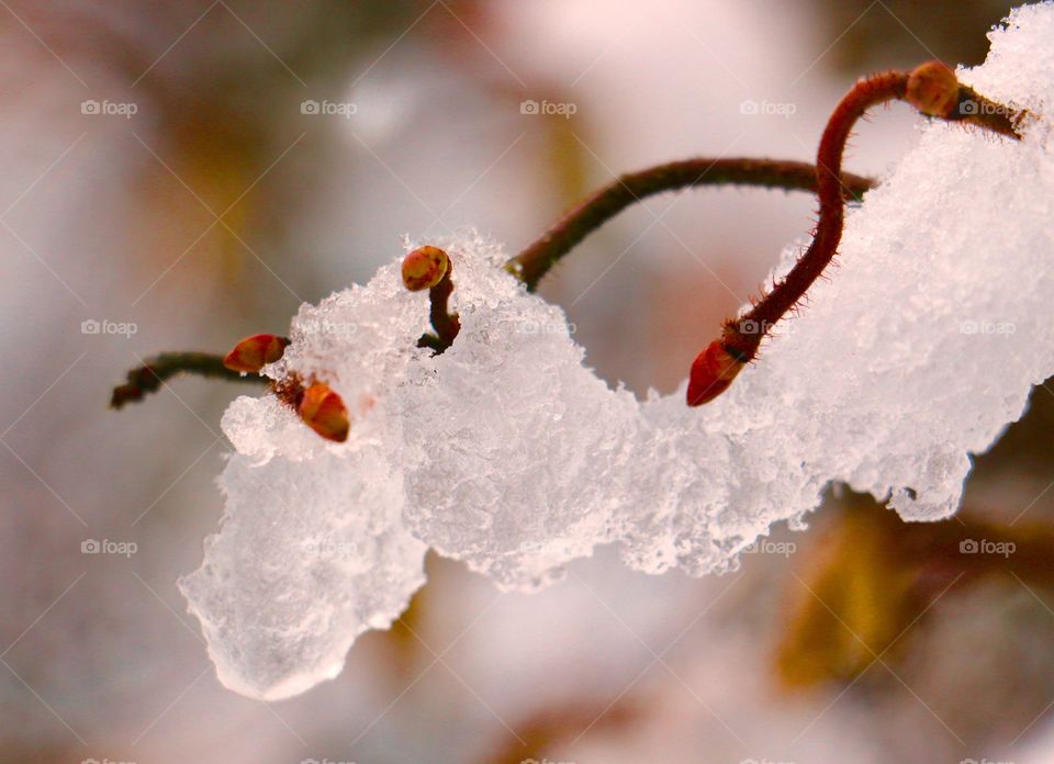 A branch in wintertime
