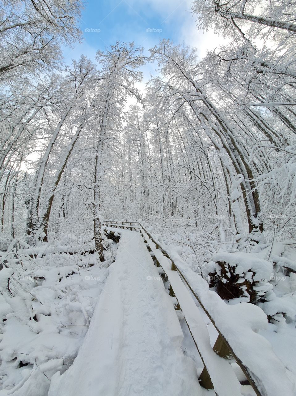 winter landscape