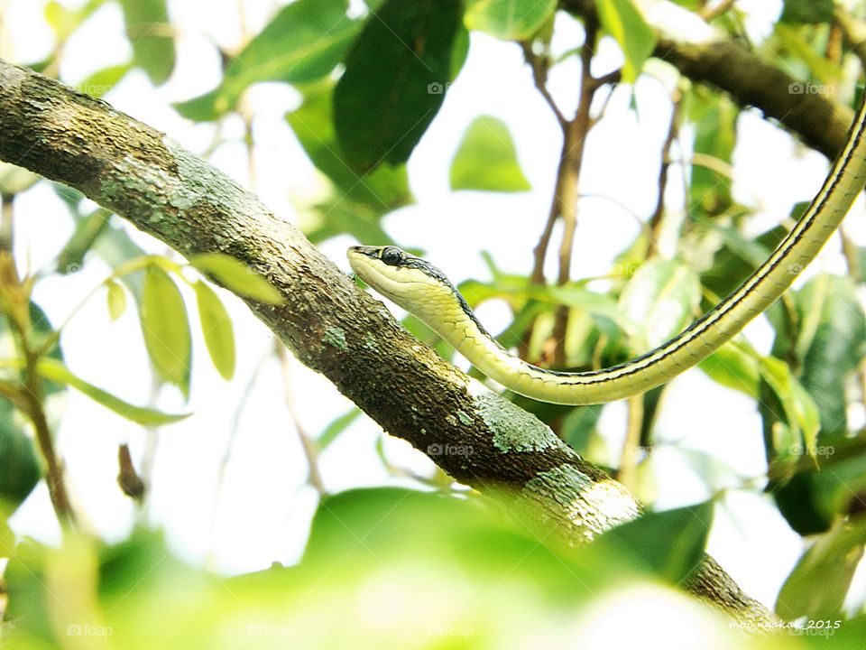 green snake. looking for food