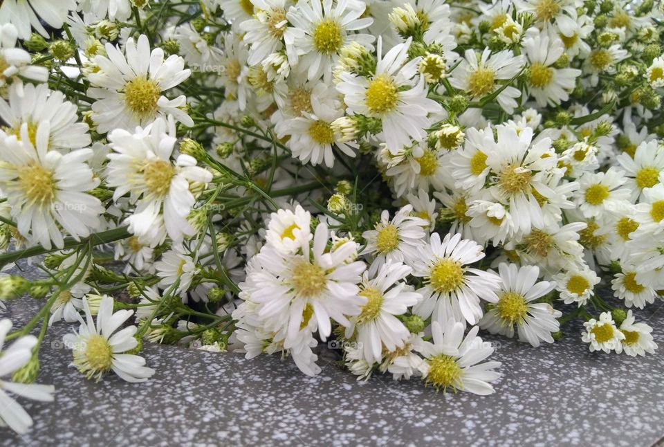 White chrysanthemum flower on ceramic