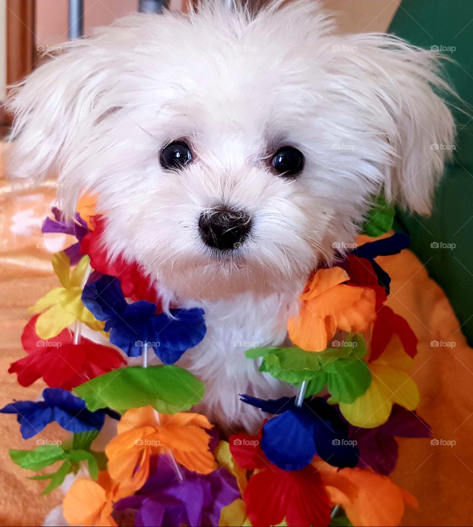 congtating holiday with pets