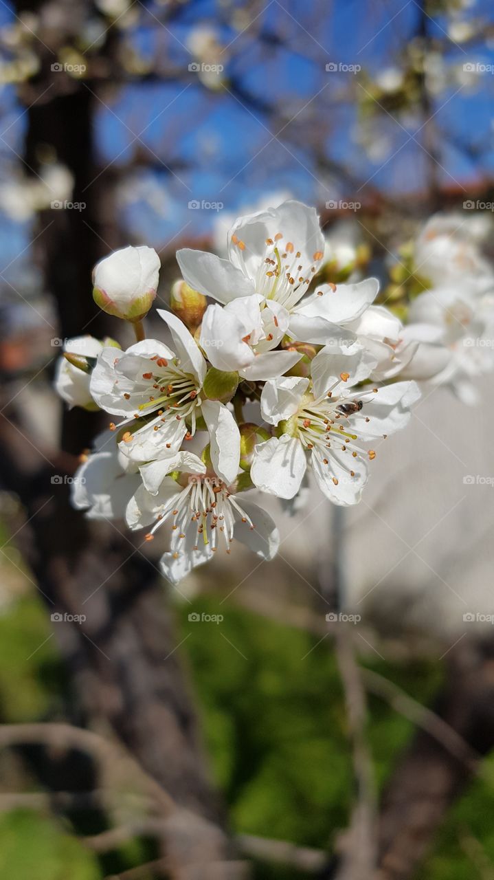 apple flowers