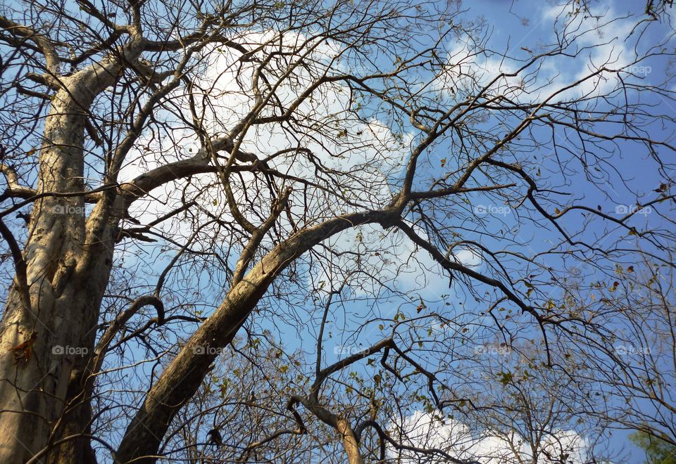 old tree. tree silhoutte