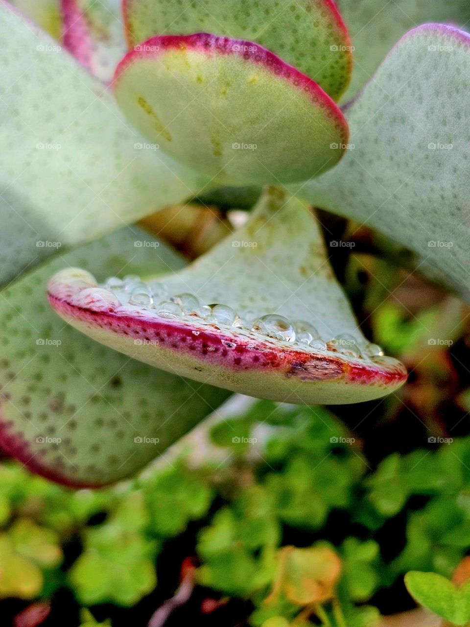 Succulent with droplets