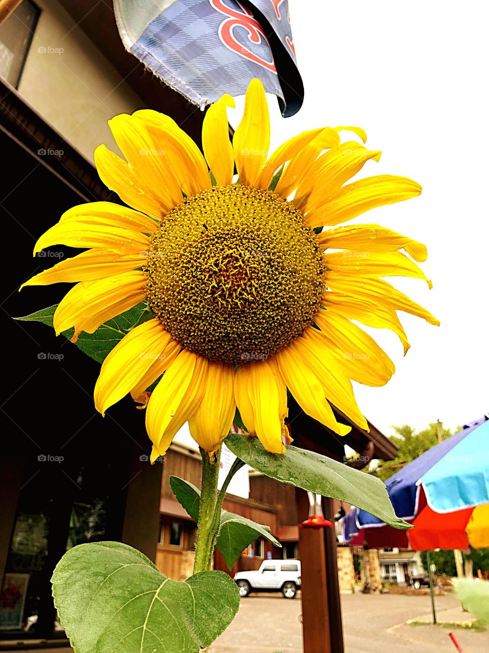 City sunflower 
