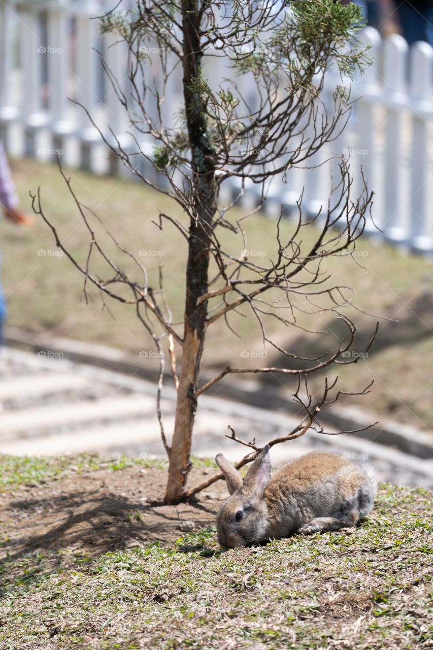 a rabbit walk around the park