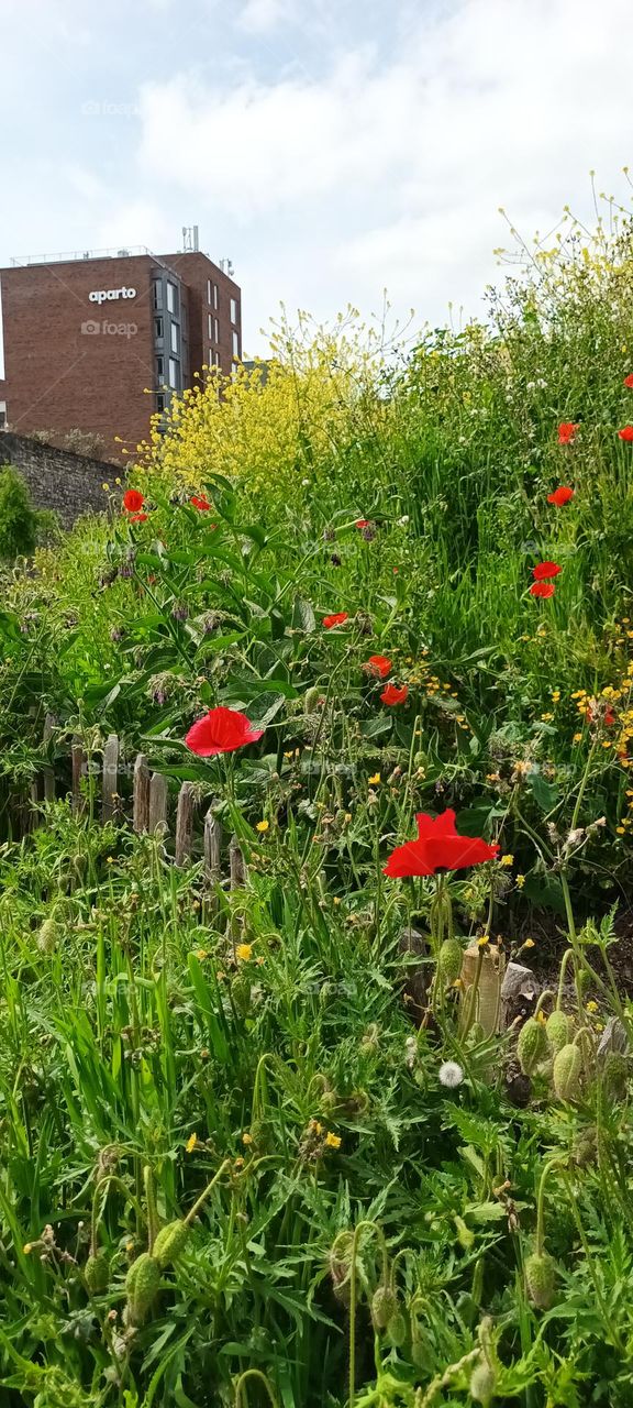 Red Poppy field in the city