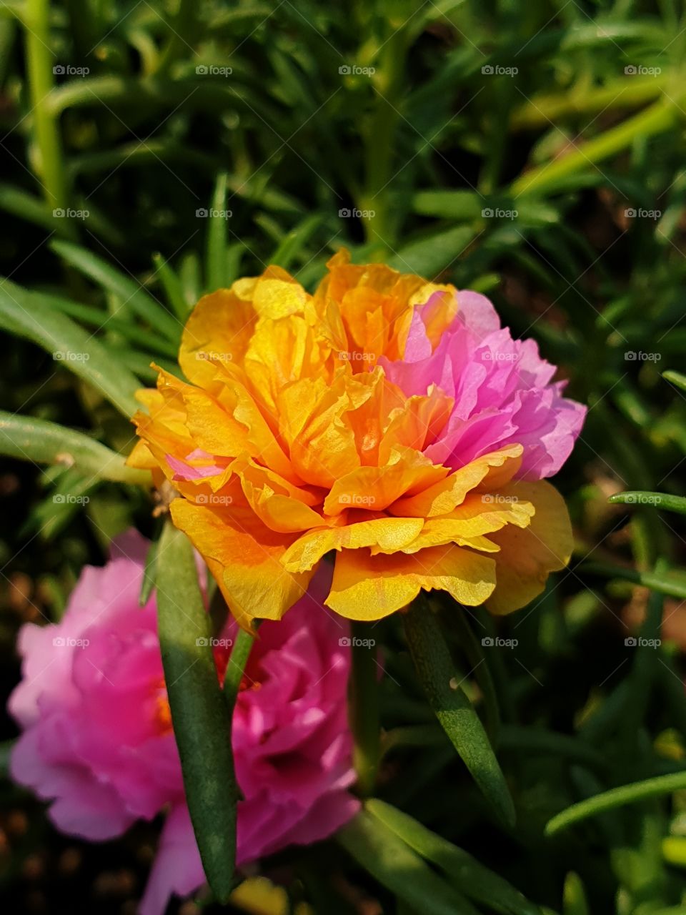 beautiful flowers in my garden