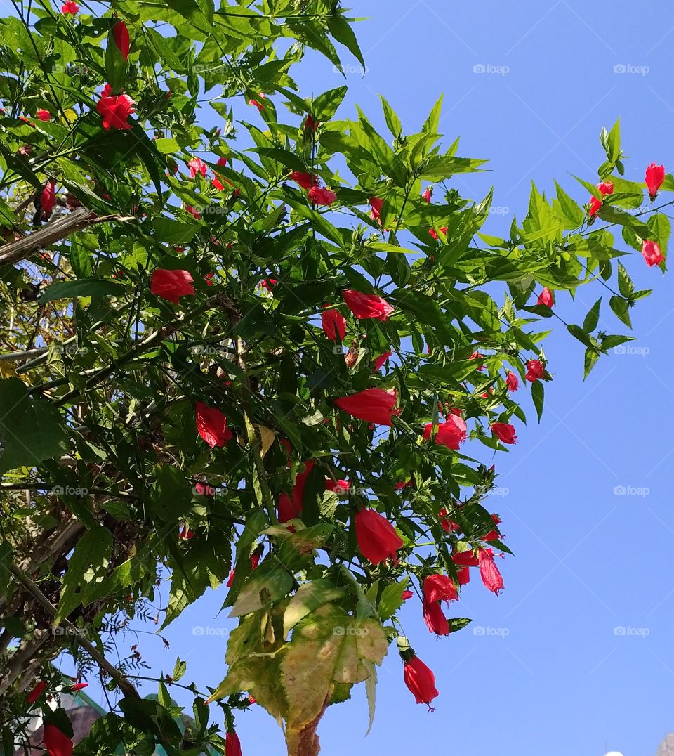 Wax mallows in full bloom in mid November