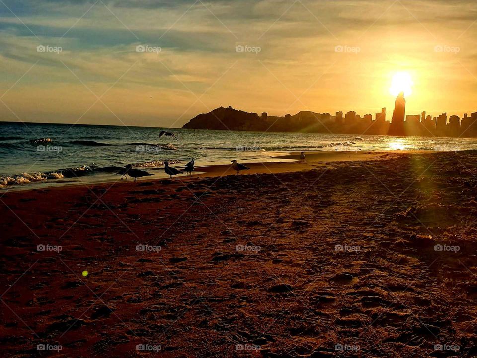 Beach#sea#sunset#sand#sky#view#seagulls