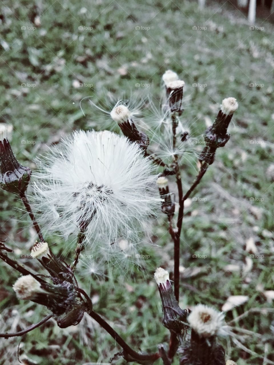 Sopre e faça um desejo de boa sorte.