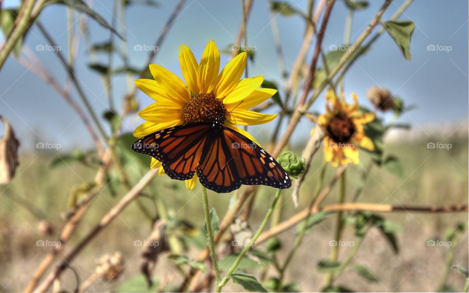 Butterfly on Flower . There was this butterfly and it landed on a flower 