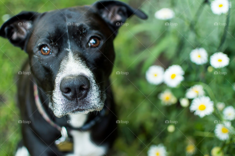 Beautiful black and white mixed breed adopted dog in summer garden with daisy flowers elevated view dog sitting down pet portrait photography 