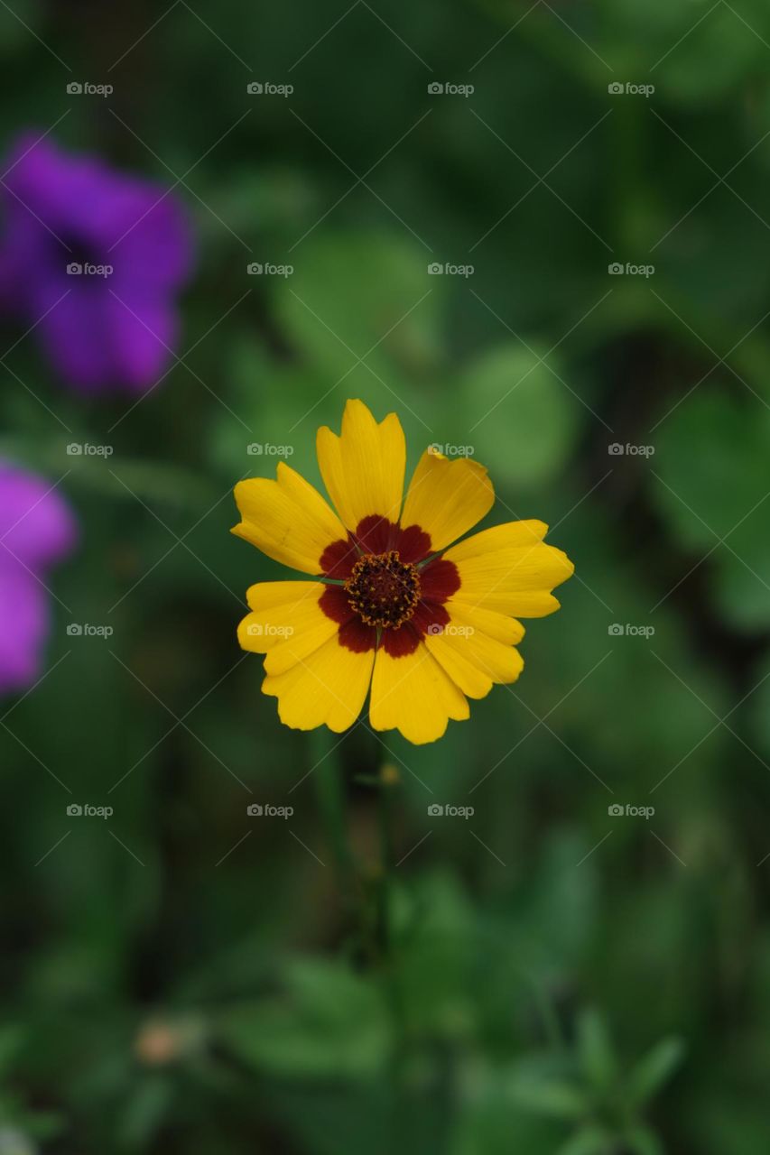 Coreopsis