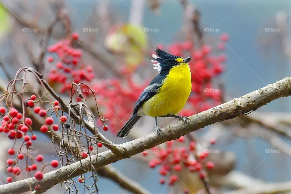 Beautiful and cute bird
