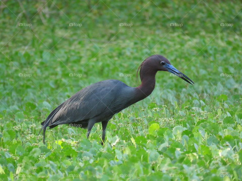 little blue heron