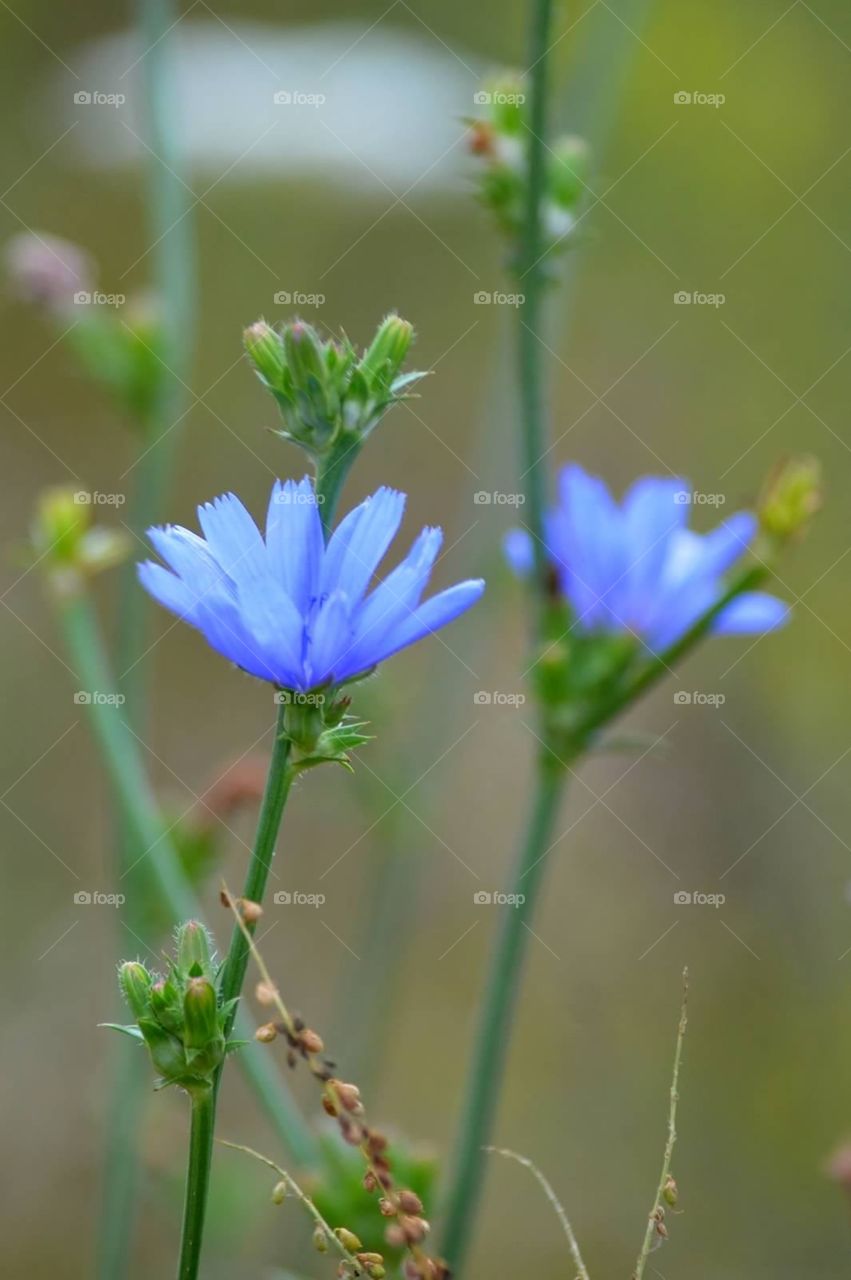 Blue flowers. Blue wild flowers