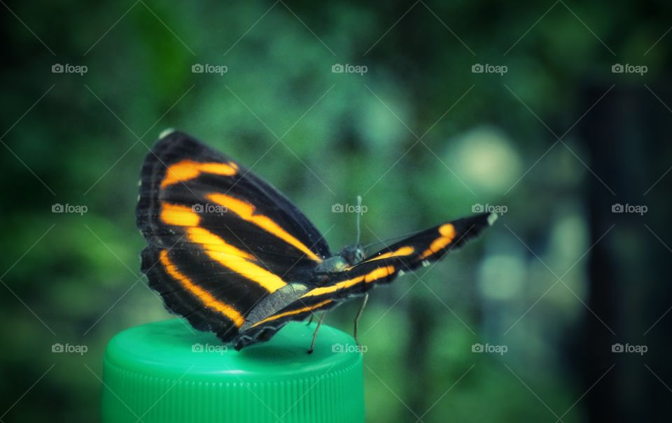 Butterfly on a bottle cap