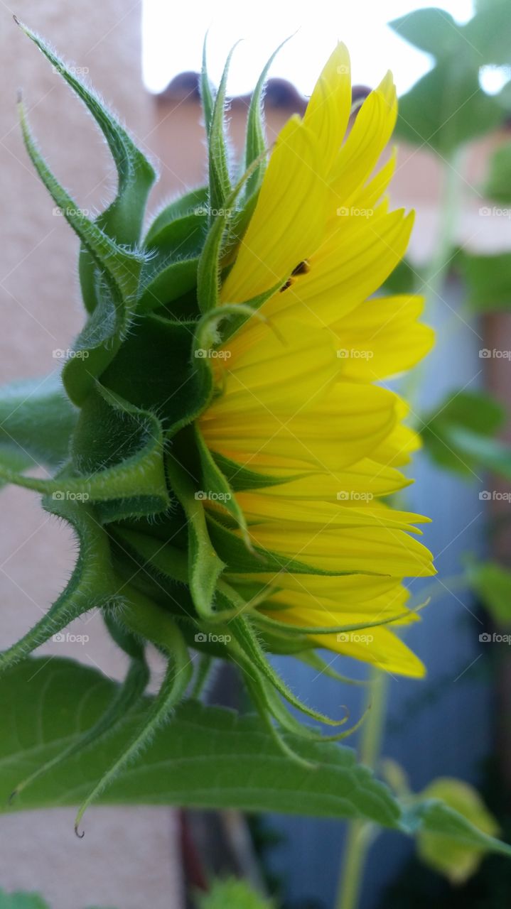 sunflower