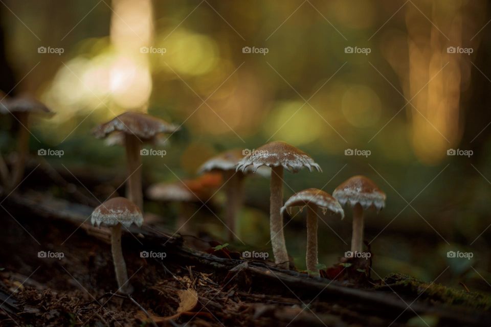 Mushrooms in a autumn sunny forest