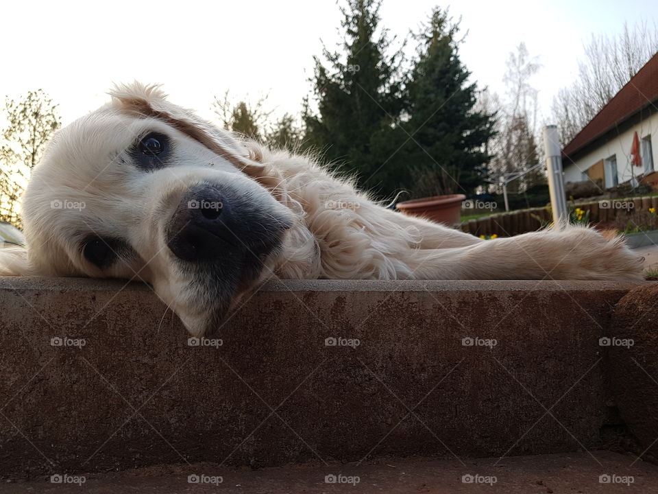 Relaxing labrador dog