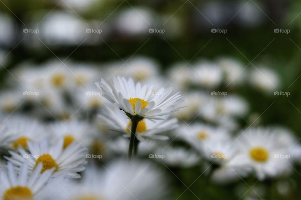 Nature, Flower, Flora, Summer, Garden