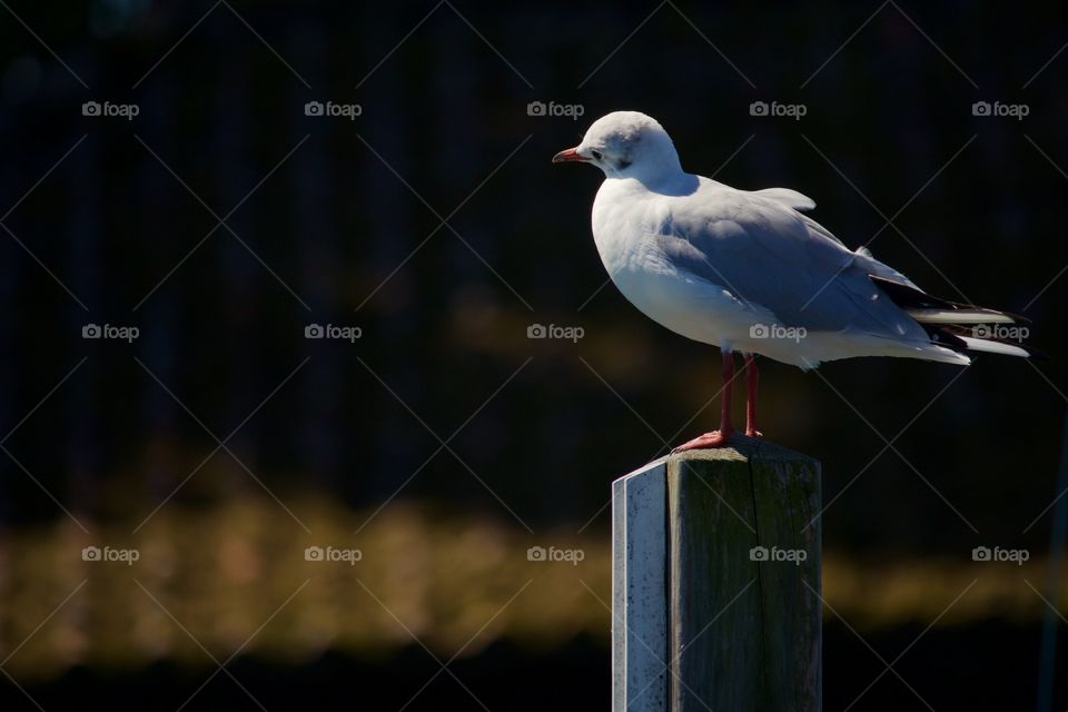 Seagull perching on wood