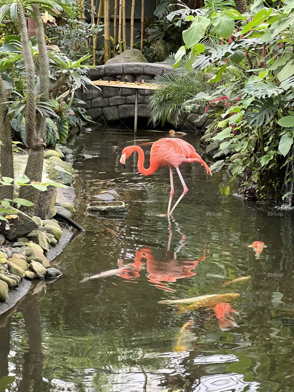 Flamingo 