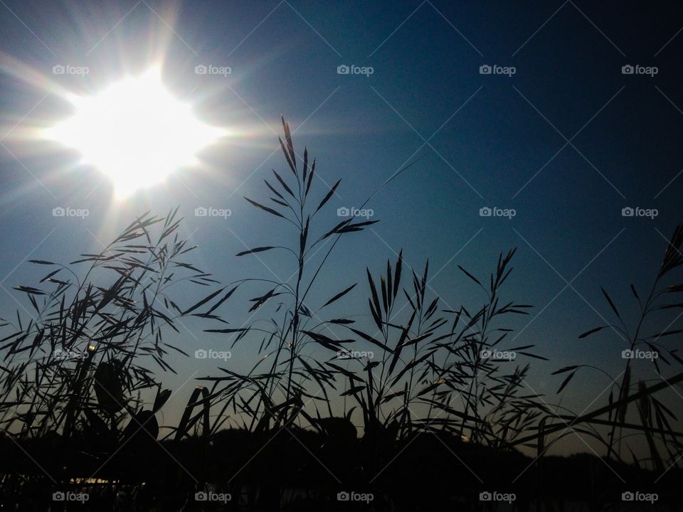 Low angle view of tall grass