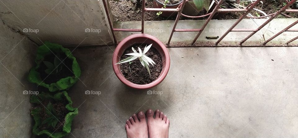 view from above of a plants in the middle and in the left with a brown feet standing